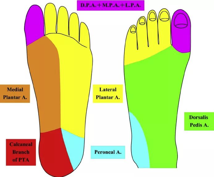 Parts of foot. Instep foot. Карта Escape the feet. Фут карта
