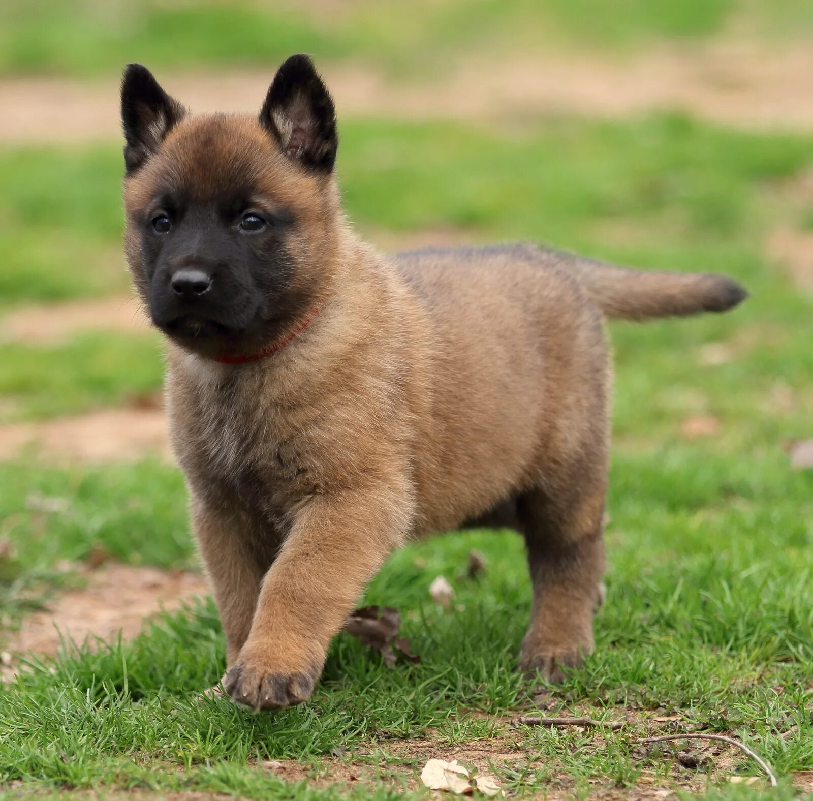 мальтийская овчарка малинуа. бельгийская овчарка малинуа щенки. бенгальская овчарка малинуа. порода бельгийский малинуа. овчарка малинуа.