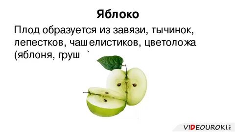 Как называется плод яблока
