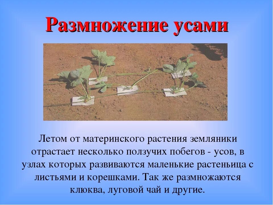 Какое размножение у земляники. Вегетативное размножение усами. способ вегетативного размножения усами. вегетативное размножение усами примеры. размножение земляники усиками вегетативное.