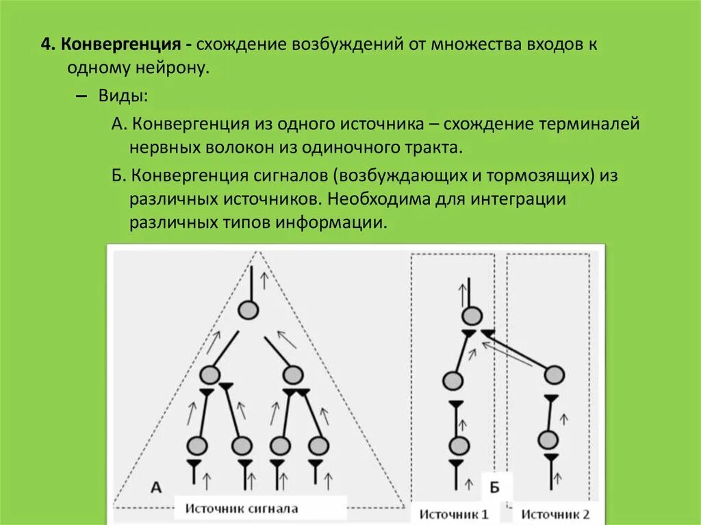 Конвергенция и дивергенция возбуждения. Конвергенция возбуждения. Конвергенция физиология схема. Конвергенция возбуждения в нервном центре. Тип конвергенции