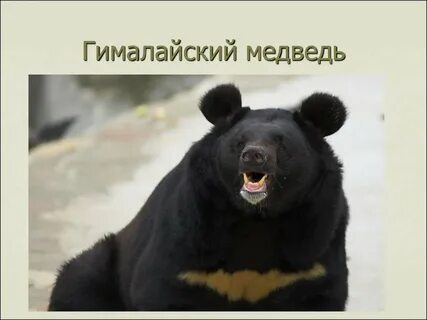 Флаг черный белогрудый медведь