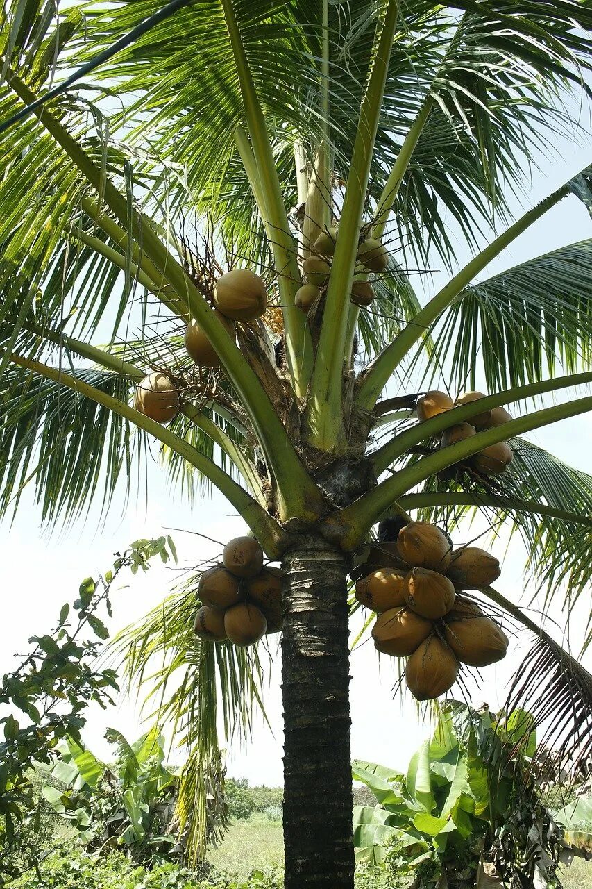 Кокосовая пальма (cocos nucifera). Кокос в природе. Кокос в природе. Кокос в природе. Кокос на дереве.