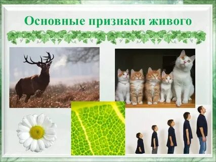 Сохранение непрерывности жизни на земле признак