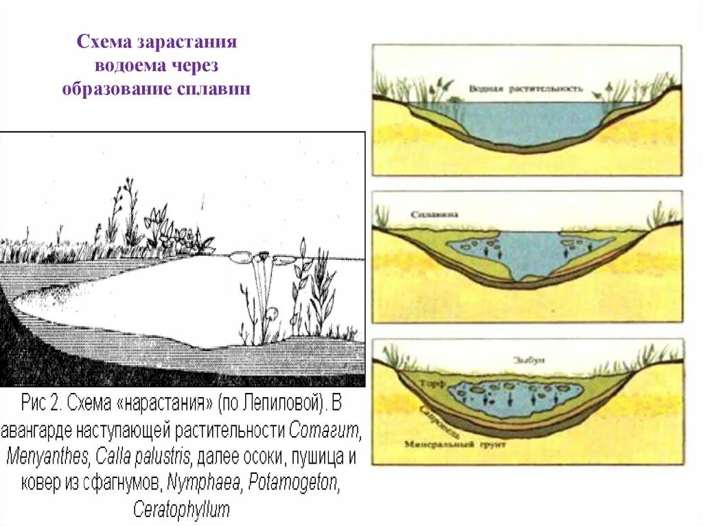 Этап болото. Зарастание пруда сукцессия. Этапы зарастания водоема. Схема зарастания водоема. Схема зарастания озера.