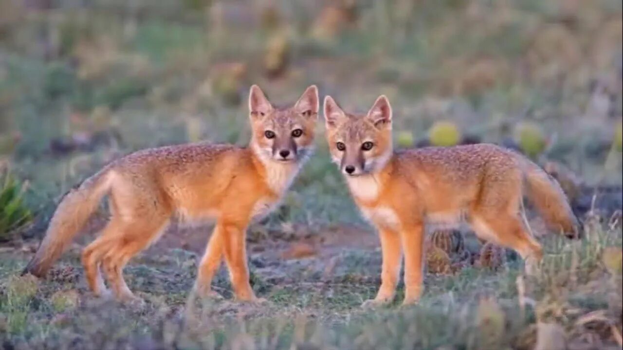 Many fox. Степная лиса Корсак. Оренбургский Корсак. Пампасская лисица. Лисица Корсак в степи.