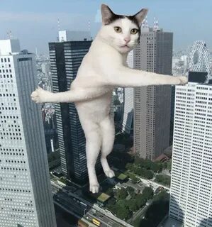 Meme cats