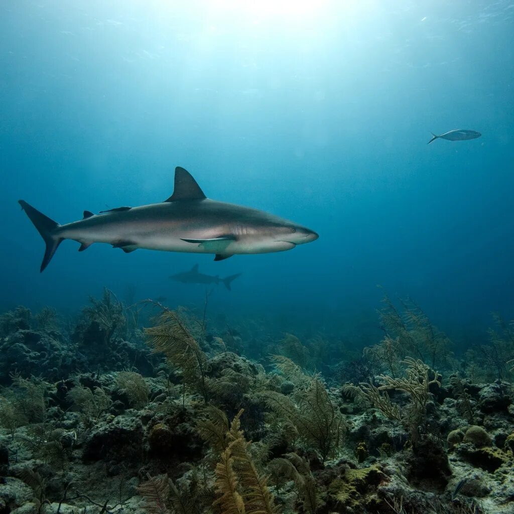 Акулы в лигурийском море. Египет море акулы. Египет красное море акулы. Акула в море. Белая акула в красном море.