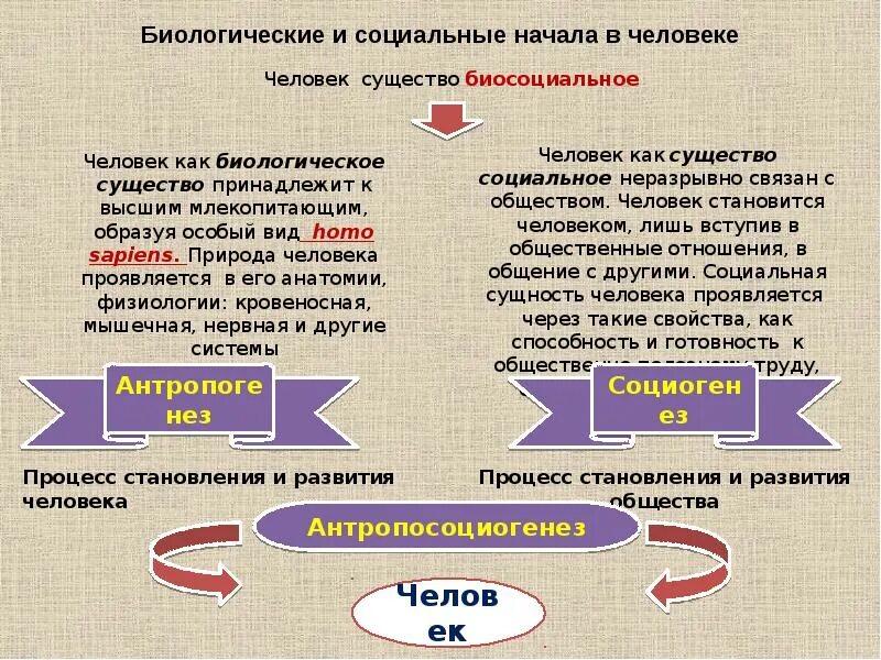 Конспект урока становление человека. Биологические и социальные начала в человеке. Биологическая и социальная сущность человека. Социальная сущность человека 10 класс. Человек как социальное существо схема.