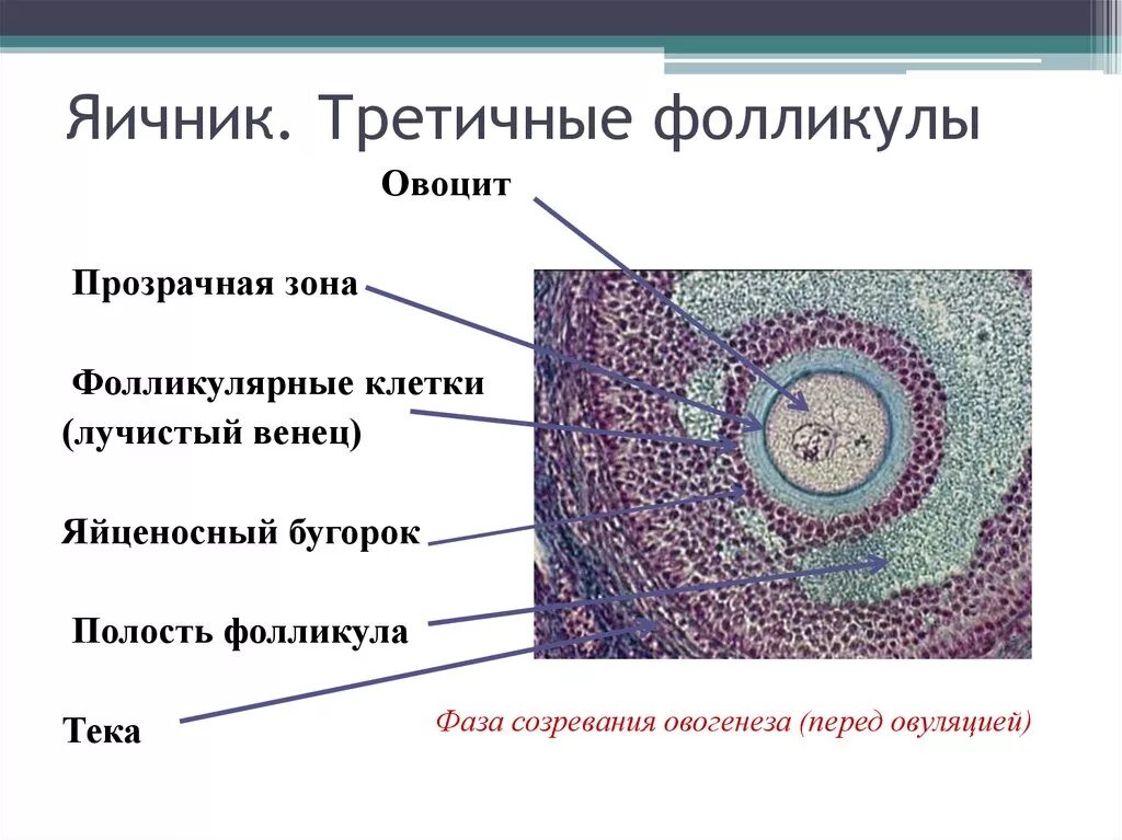 Строение яйцеклетки фолликулярные клетки. Яйцеклетка гистология препарат. Строение третичного фолликула гистология. Строение фолликула яичника. 17 фолликулам