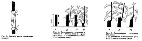 Абрикосы черенками