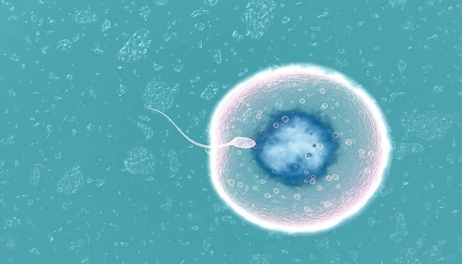 После оплодотворения яйцеклетки и первых. Оплодотворение яйцеклетки. Сперматозоид и яйцеклетка. Оплодотворенная клетка. Оплодотворение яйцеклетки сперматозоидом.