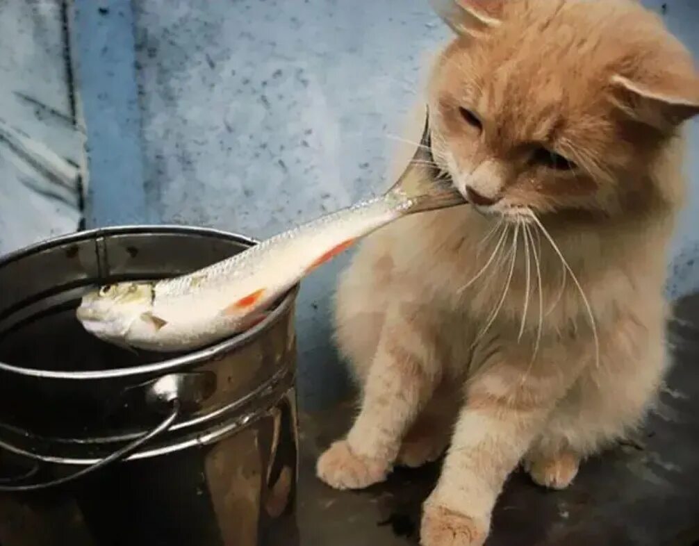 Кот висит. Кошка ворует рыбу. Кот рыбак. Кот с рыбой. Поймать кота.