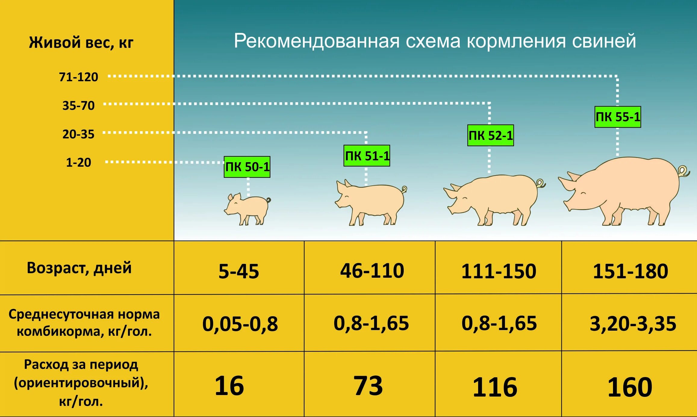 Рост свиньи. Таблица роста поросят по месяцам. Рост поросят по месяцам. Рост поросенка.