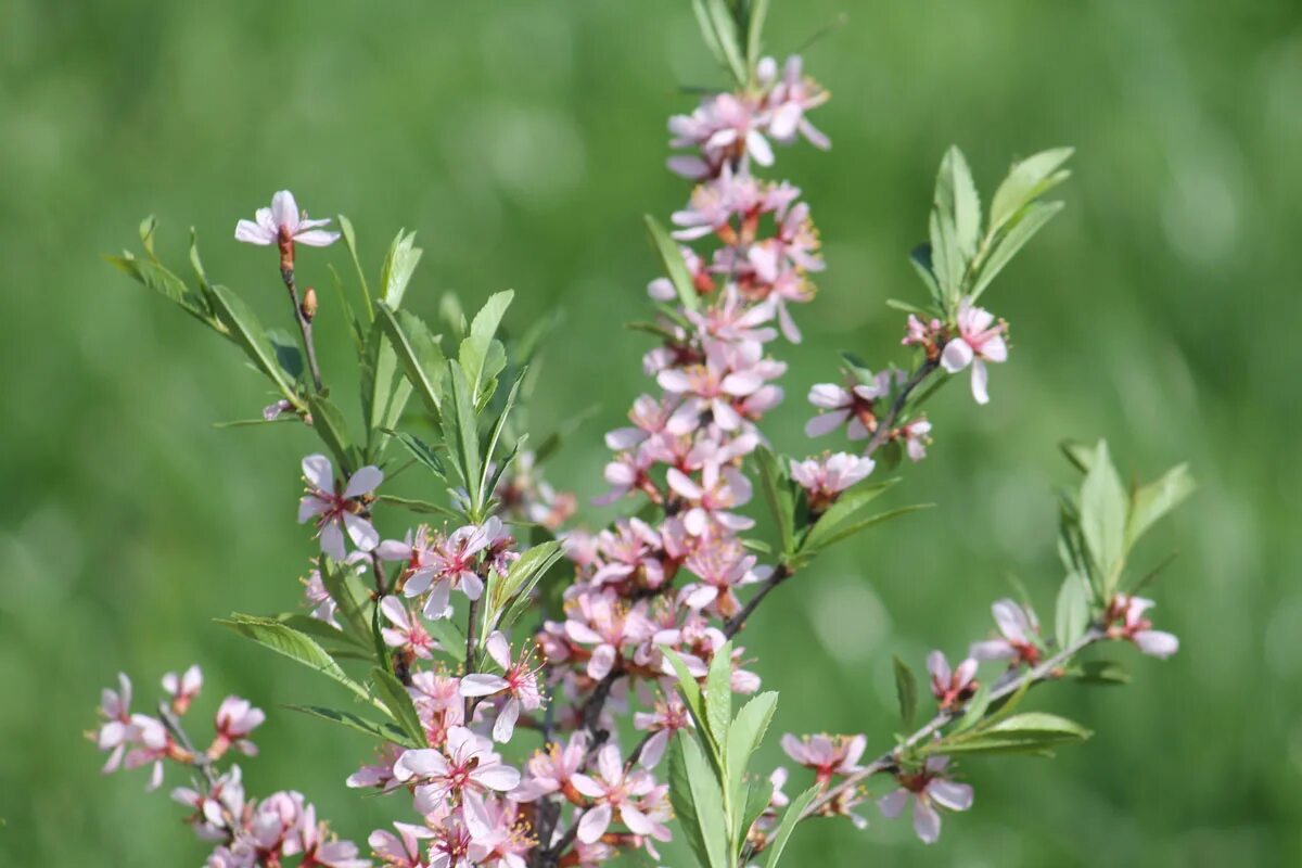 Степной миндаль Плантариум. Миндаль низкий Prunus tenella. Миндаль Степной (Prunus tenella). Миндаль Степной семена. Миндаль степной