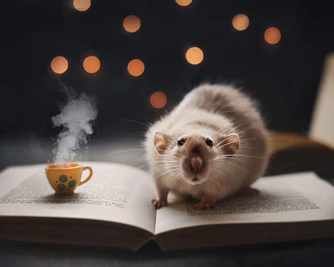 Мышки на стол. Мышки в книжке. хомяк с книгой. крыса на заставку. милые мышки.