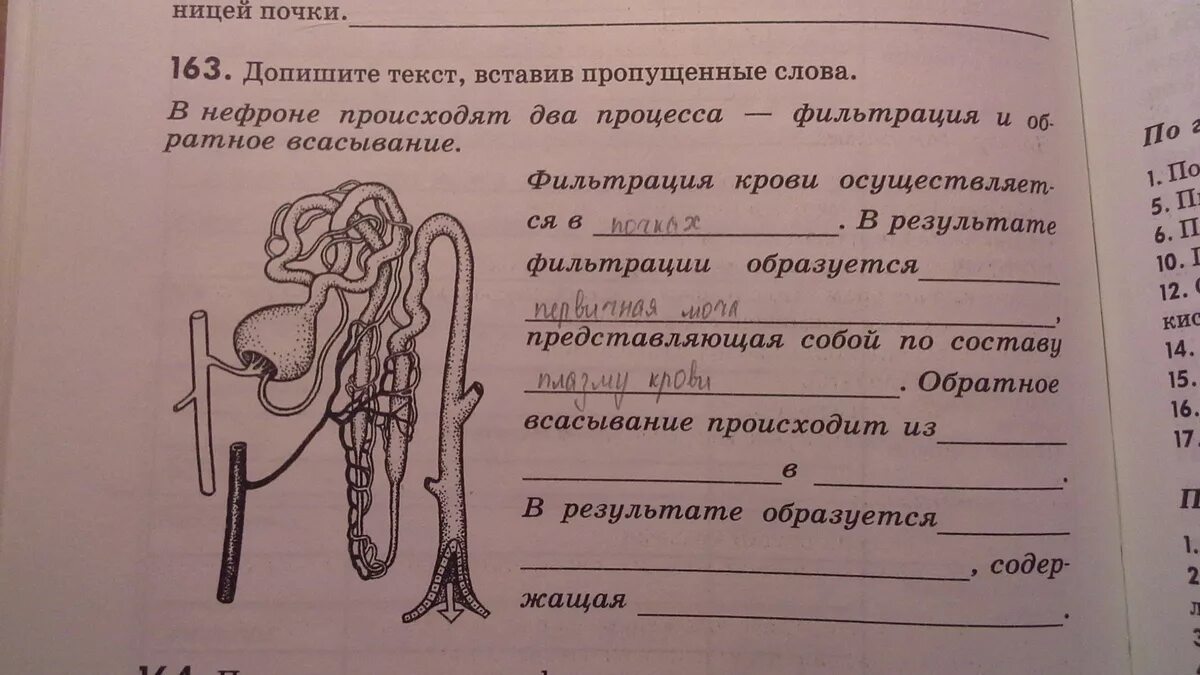 Допишите предложения вставив пропущенные слова. Допишите текст вставив пропущенные слова в нефроне происходят. В нефроне происходят два процесса. Текст по биологии. Допишите текст.