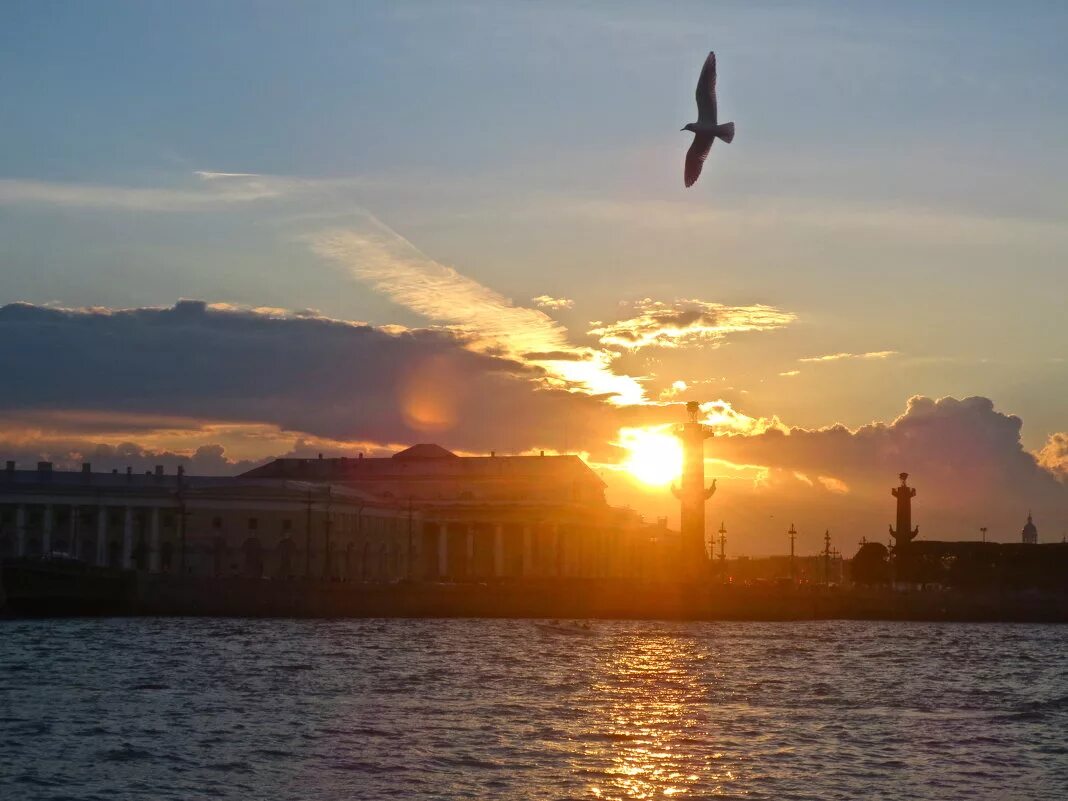 Над невой. Птицы над Невой. Чайки над Невой. Птицы над Питером. Чайка Петербург.