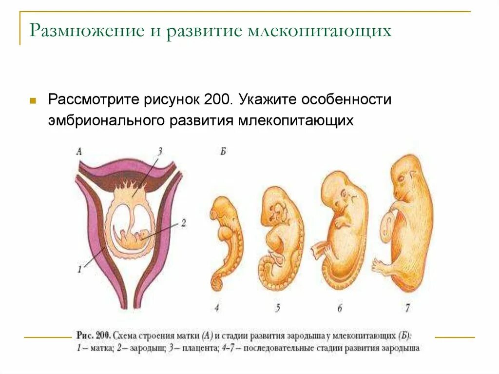 Размножение и развитие человека 8. Схема развития зародыша млекопитающих. Схема строения матки млекопитающих. Стадии развития эмбриона млекопитающих. Таблица строение млекопитающих размножение и развитие.