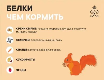 Чем кормить белочек