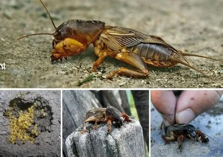 Кузнечики сверчки и медведки