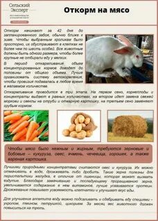 Можно давать кроликам кормовую свеклу