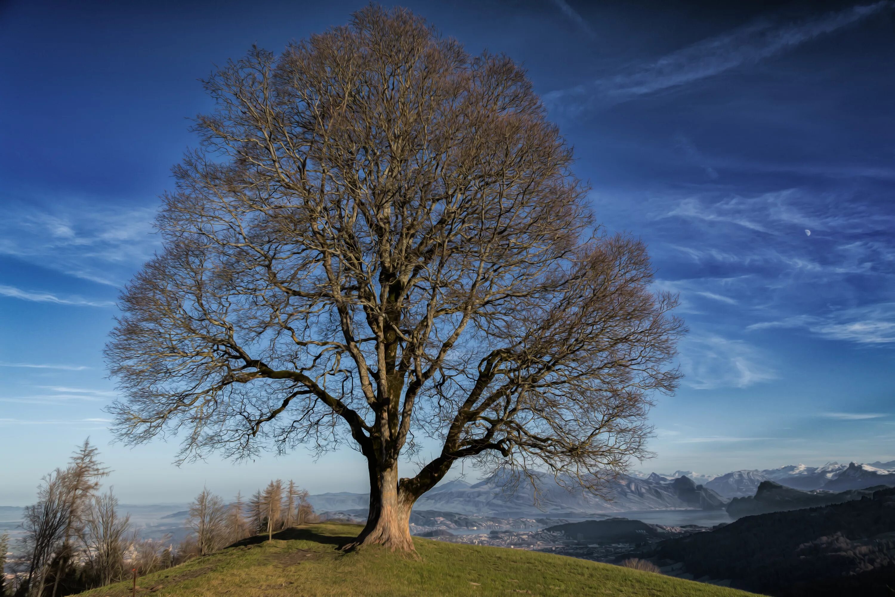 Natural tree. Красивое дерево. Природа деревья. Пейзаж с деревьями. Красивые пейзажи дерево.