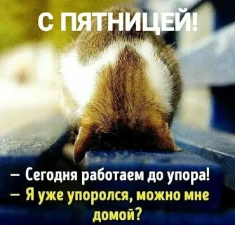 Беги скорей домой