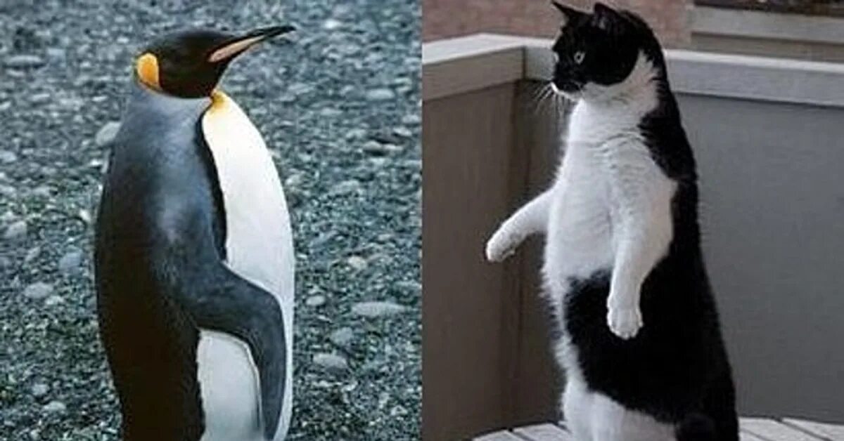Penguin cat