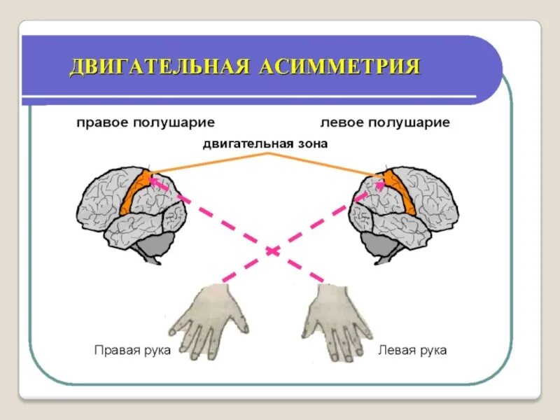 Полушария и руки