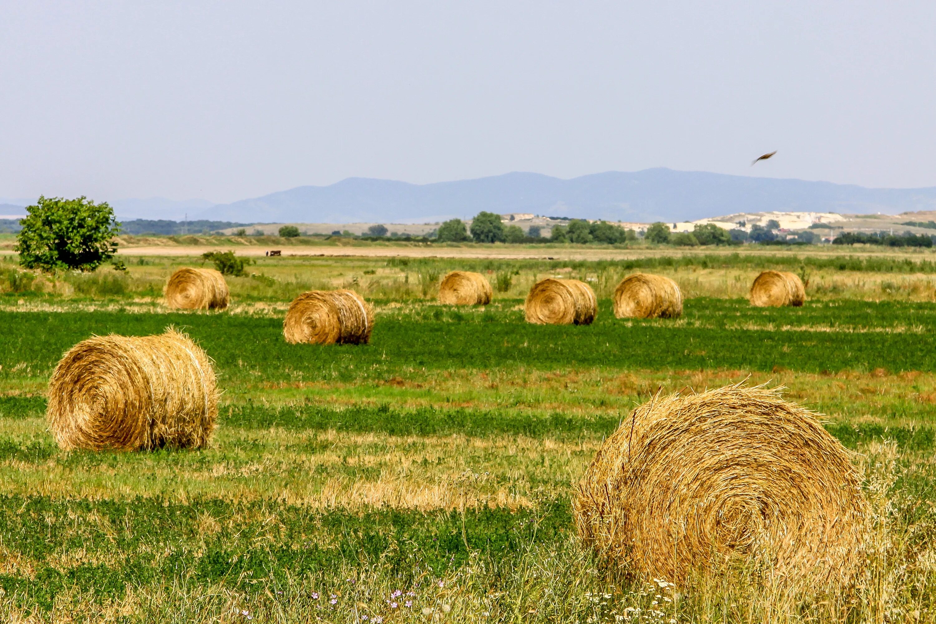 Natural farming. Луга пастбища сенокосы. Сельхоз поля Псковской области. Поле сельское хозяйство. Сельскохозяйственный ландшафт.