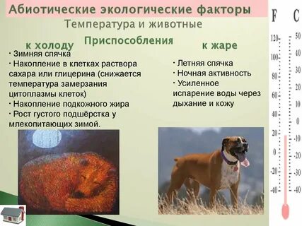 Как тепловой режим влияет на жизнь организмов