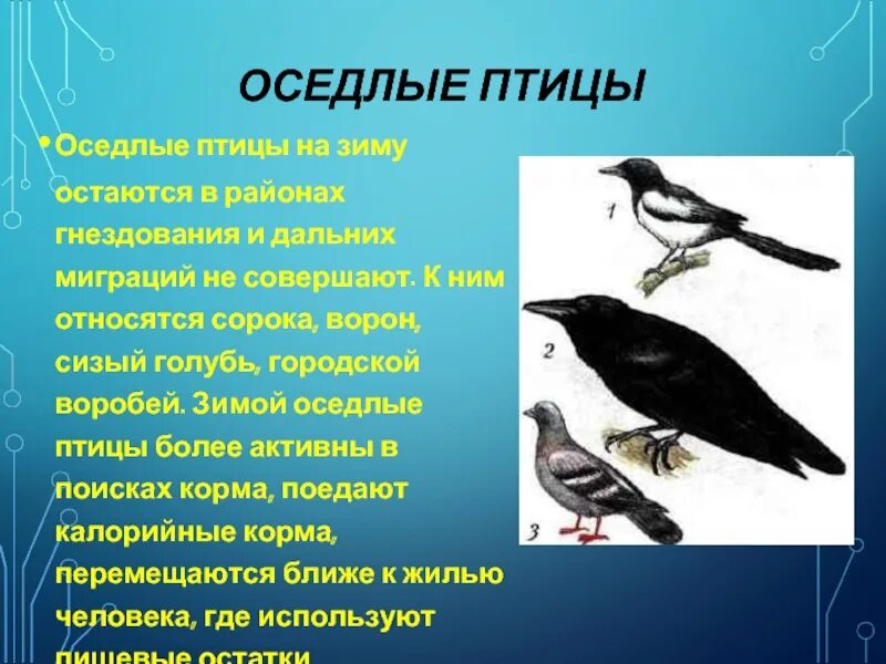 Значение оседлая. Оседлые птицы. К оседлым птицам относятся. Перелетные птицы и оседлые птицы. Мигрирующие и оседлые птицы.