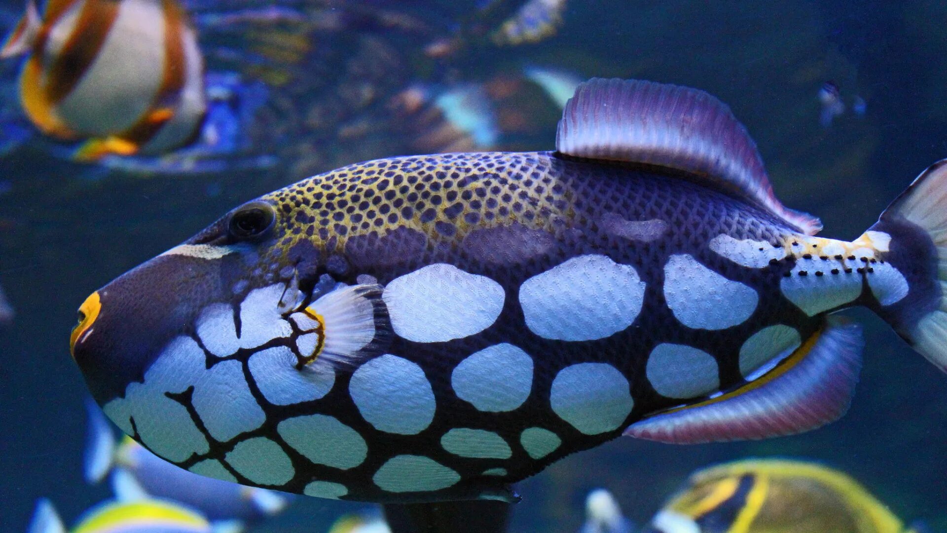 Оранжевый амфиприон. Рыба еллоу танг. Рыбка дори порода. Macro for fisch. Цитрон рыбка желтый.