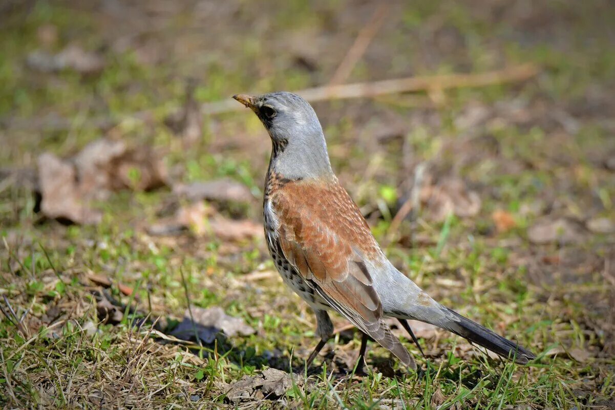 птица усадьба. птица усадьба. дрозды не про птиц. дом с жар птицами томск. птица усадьба.