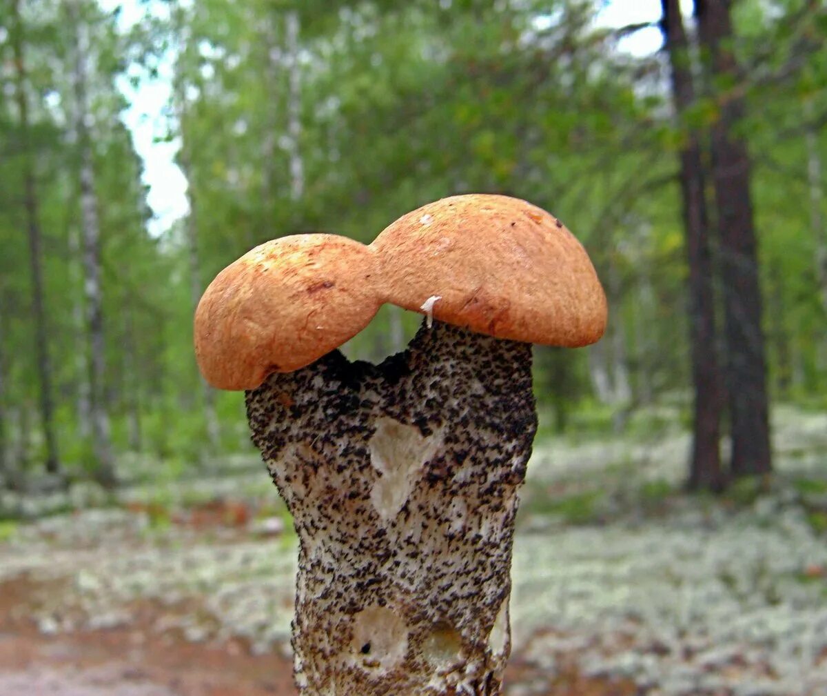 Дождя больше грибов. Шишкогриб хлопьеножковый Strobilomyces floccopus. Смешные грибы. Грибы в лесу. Большие грибы.