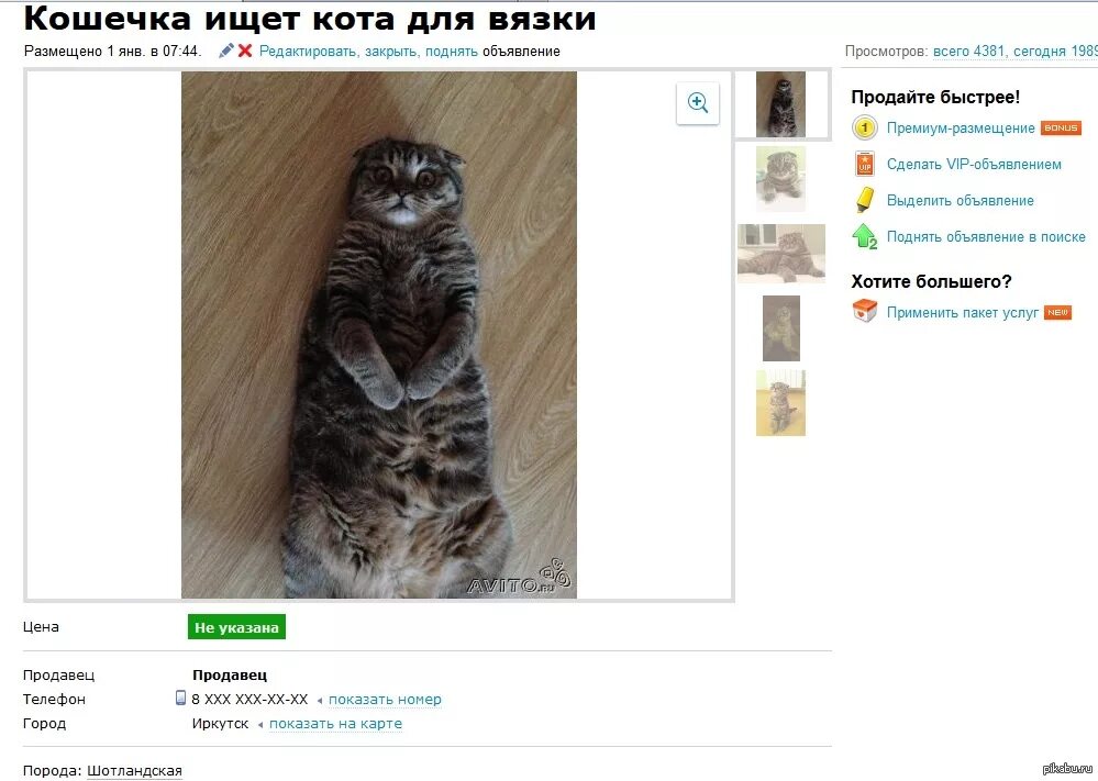 Объявления вязка кошка. Объявления вязка кошка. Прикольное объявление о вязке кота. Объявления вязка кошка. Объявление на вязку кота.