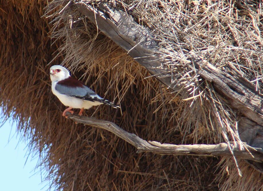 Птицы дерево начинающему. Птицы на дереве. Здание гнездо. Bird on Tree. Пузырь птица дерево дом.