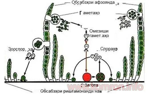 Улотрикс размножение. Улотрикс жизненный цикл. Цикл размножения улотрикса. Размножение водорослей улотрикс. Чем представлен гаметофит у улотрикса