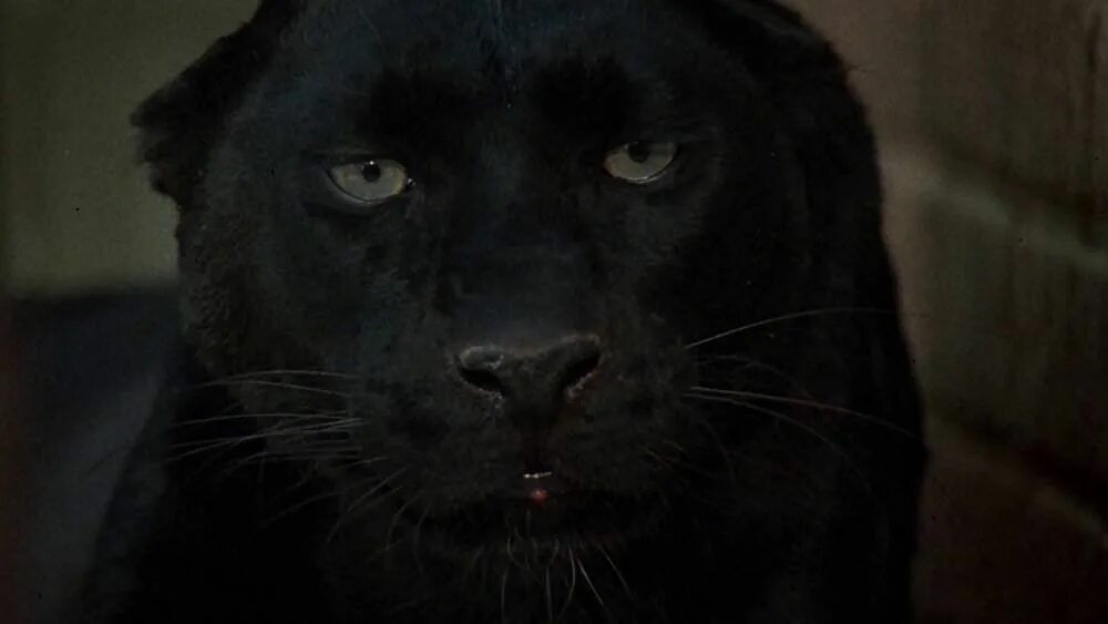 Cat people перевод. Как понять язык кошек. Cat people (paul schrader, 1982). Как понять кошачий язык. Кошачий язык учить.