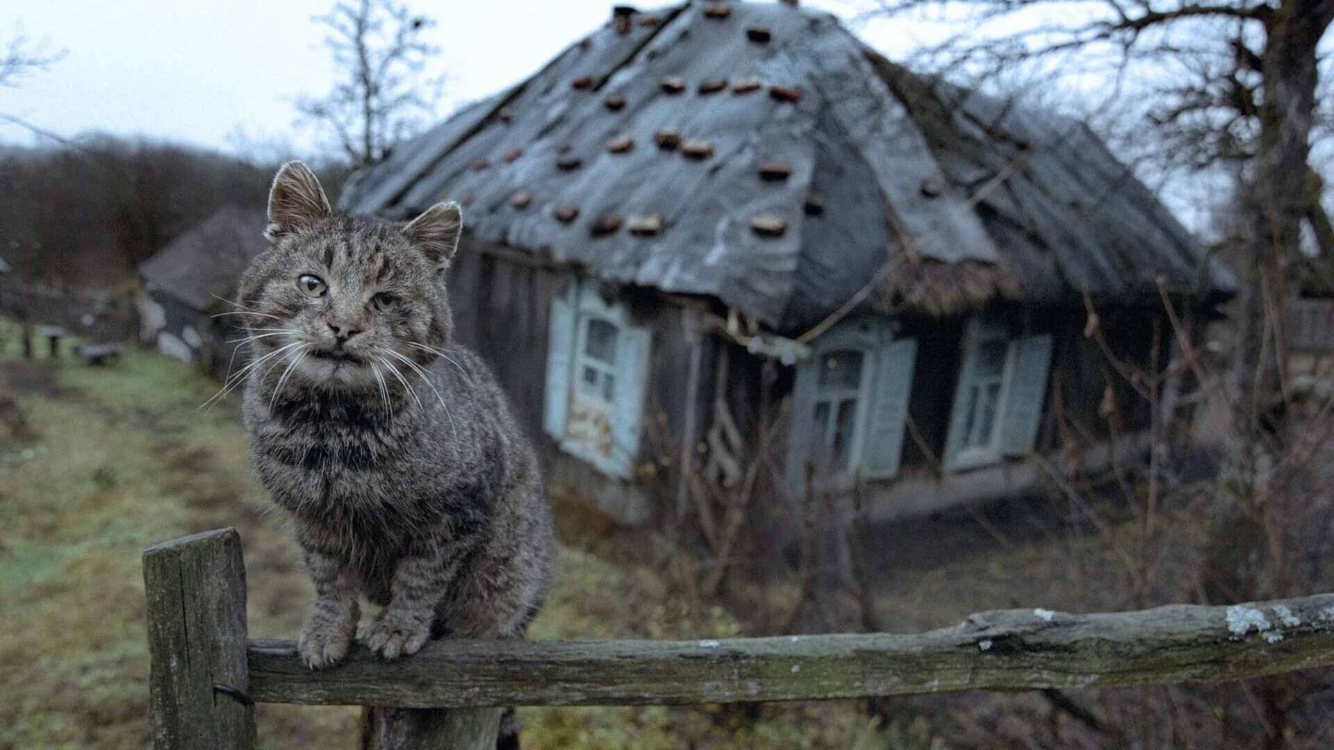 У меня есть деревня. Деревенская кошка. кошка в деревне. деревня в глуши. заброшенная деревня.