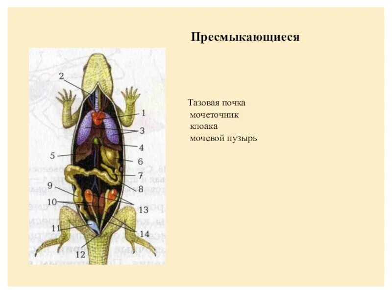 Для какого млекопитающего характерно наличие клоаки