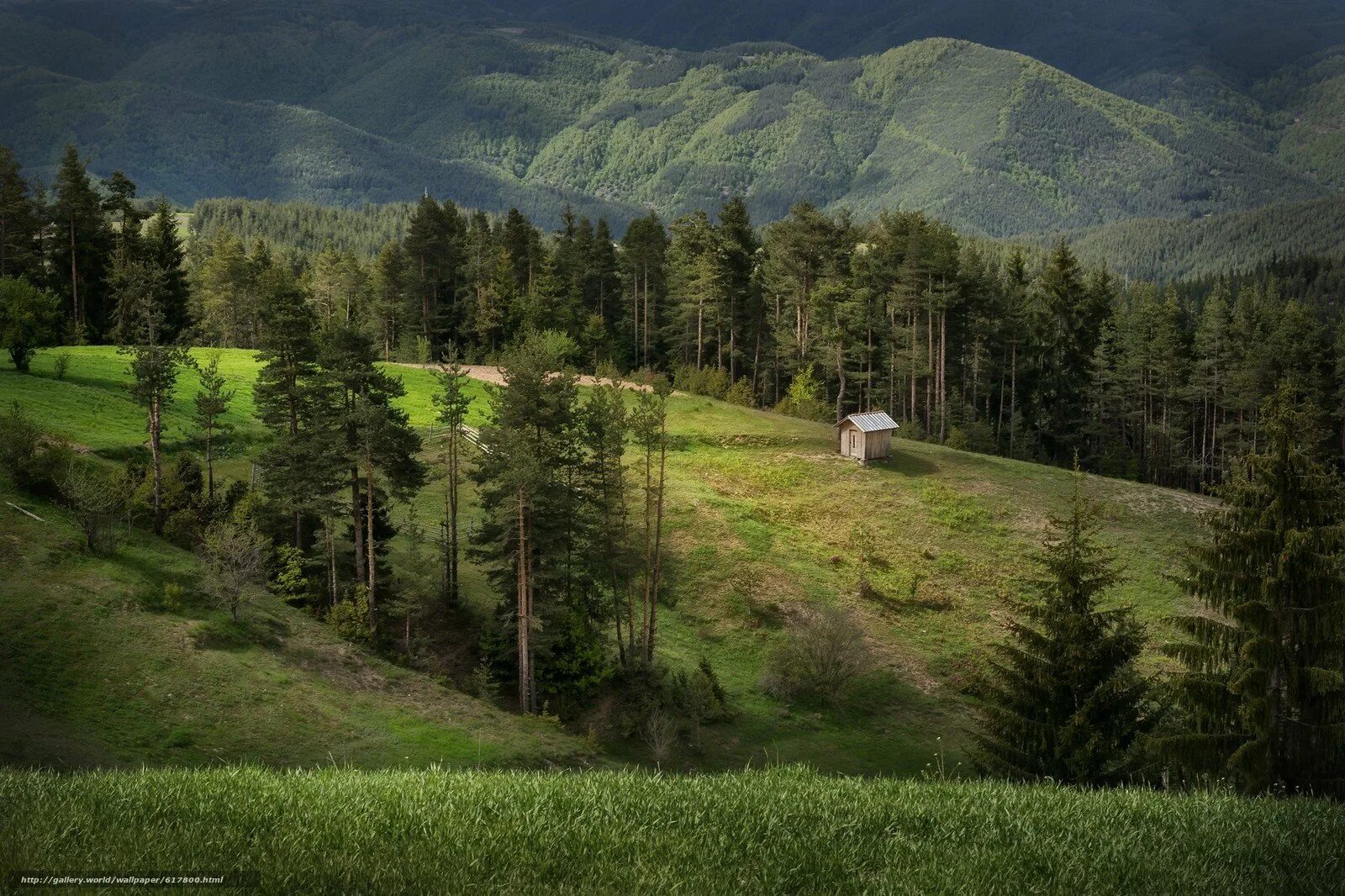 Родопы. Родопы (горы). Холмы в Болгарии. Родопи парк. Леса Болгарии.