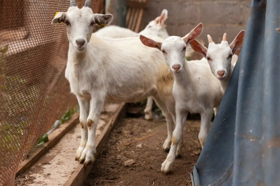 какие козы белые. козы зааненские рогатые. андалузская порода коз. молочная коза порода зааненская. козёл породы русская белая.