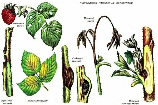 Вредители малины. Израстание малины. Вредители малины описание. Болезни малины. Галица на малине