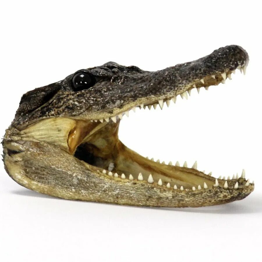 Крокодилы открывают рот. Нильский крокодил. Пасть аллигатора. Крокодил с открытой пастью. Морда крокодила.