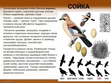 Птицы кричали песня