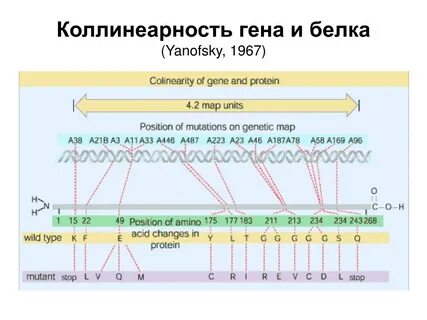 Расшифровка белка