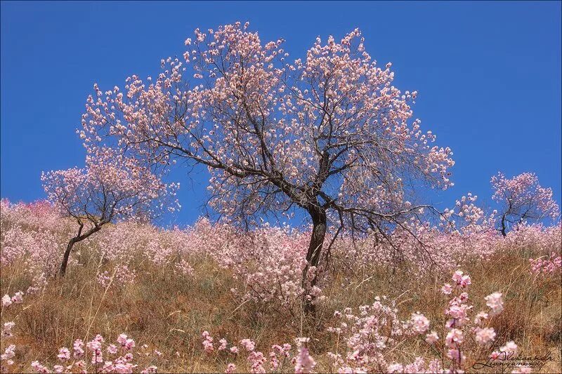 деревья забайкалья. деревья забайкалья. жостер даурский. забайкалье суровый край. все деревья забайкальского края.