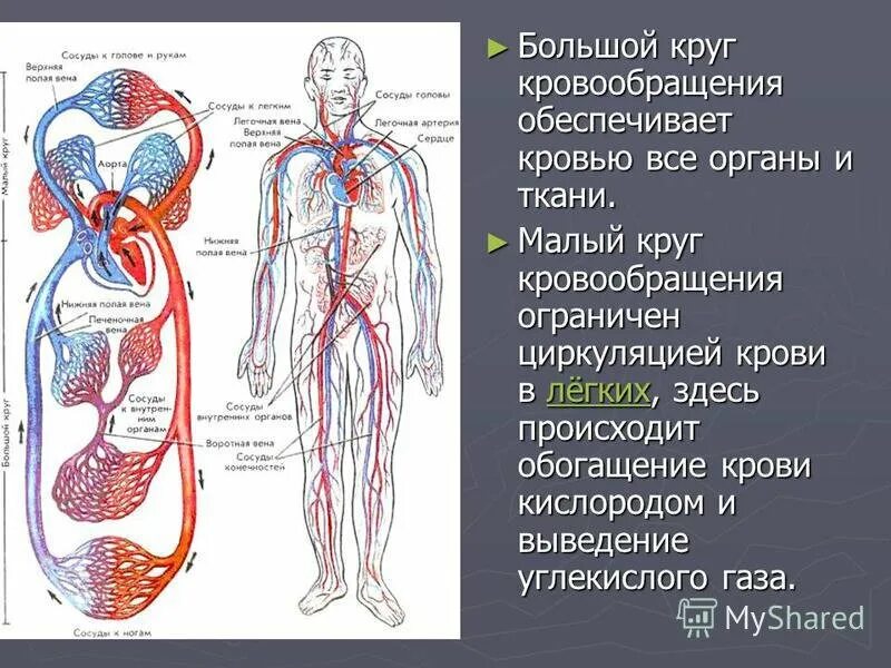 Что входит в кровообращения. Кровообращение вены схема. Система кровообращения человека схема. Большой и малый круг кровообращения . Артериальная и венозная системы. Сосуды большого круга кровообращения схема.